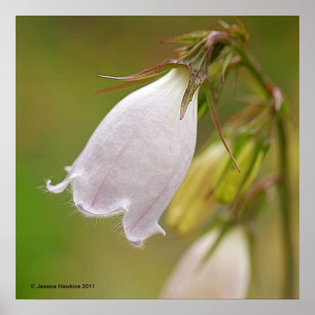 White Harebell Poster (Vorne)