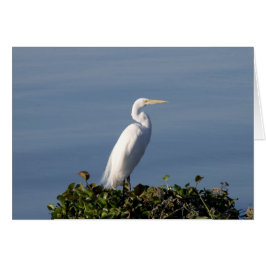 White Heron