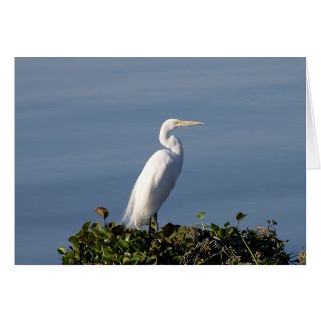White Heron (Vorderseite (Horizontal))