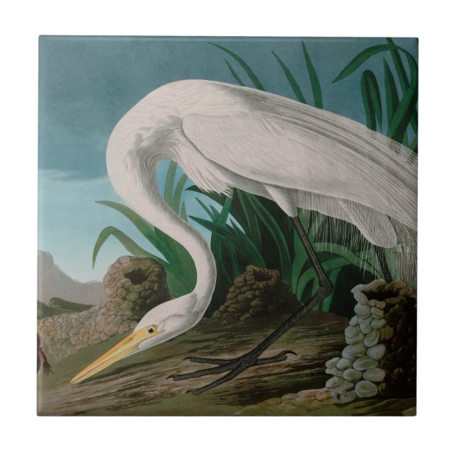 White Heron Birds of America Audubon Print Fliese (Vorderseite)