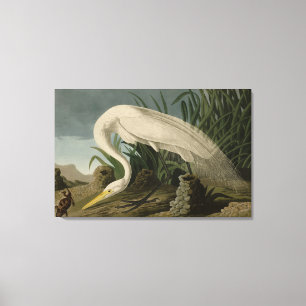 White Heron, Great Egret, Audubon Birds of America Leinwanddruck