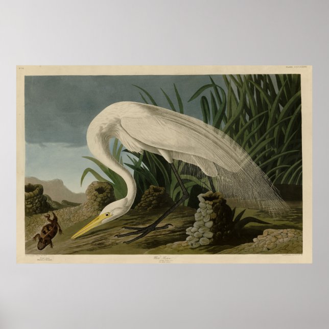 White Heron, Great Egret, Audubon Birds of America Poster (Vorne)