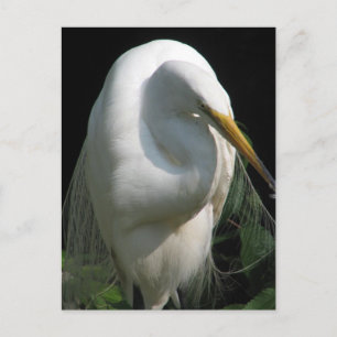White Heron Postkarte