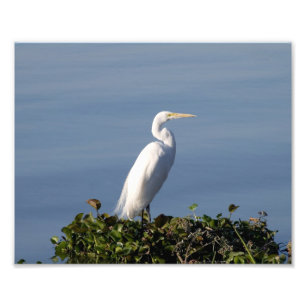 White Heron über Lilypads Fotodruck