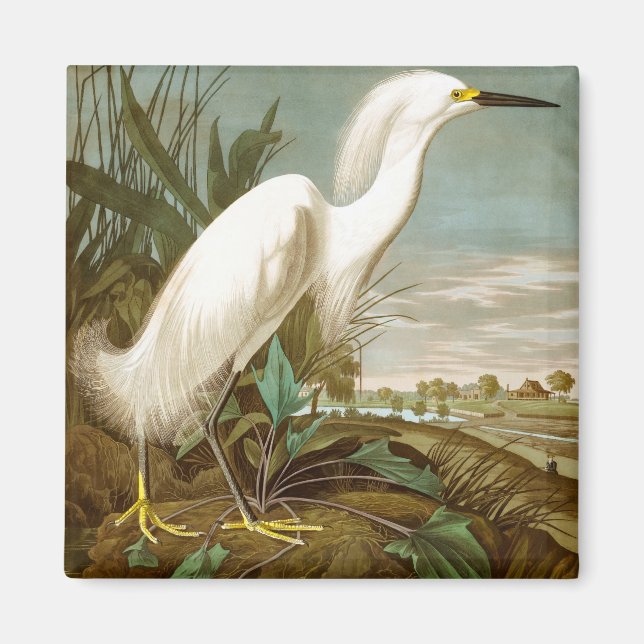 White Heron von John James Audubon Magnet (Vorne)