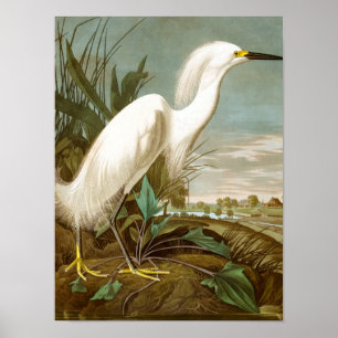 White Heron von John James Audubon Poster