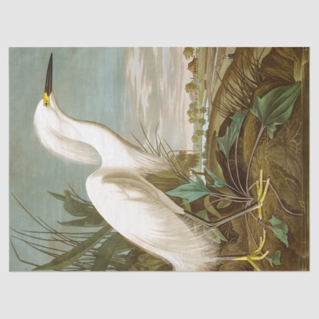 White Heron von John James Audubon Seidenpapier (Vorderseite)