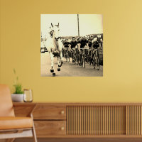 White Horse 1975 Tour De France Color Redux