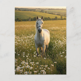 White Horse in Wildflower Meadow Postcard Feiertagspostkarte