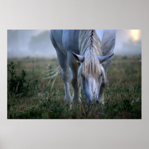White Horse Poster