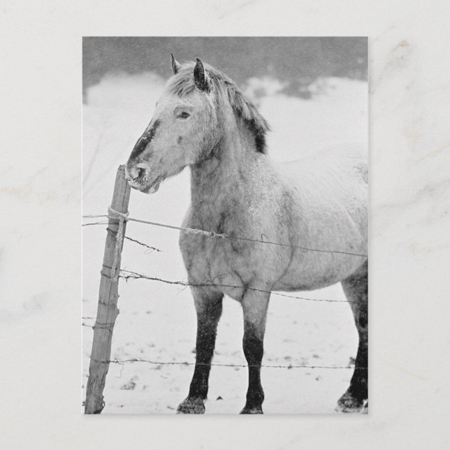 White Horse Winter Postkarte (Vorderseite)