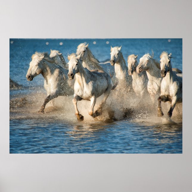 White horses of Camargue, France Poster (Vorne)