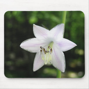 White Hosta Blume Mousepad
