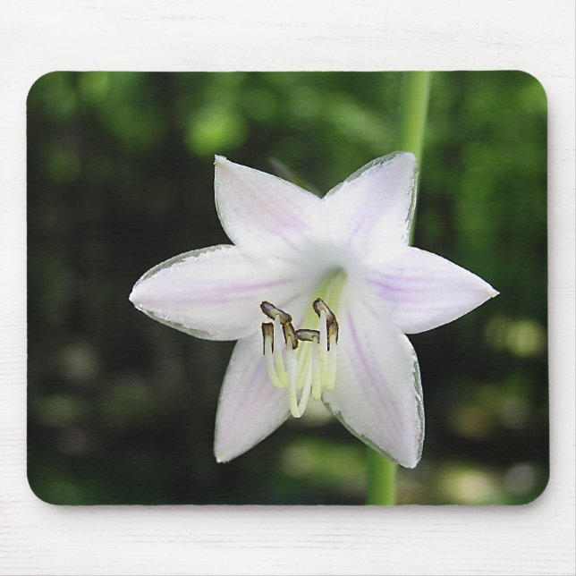 White Hosta Blume Mousepad (Vorne)