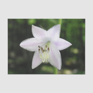 White Hosta Blume Seidenpapier