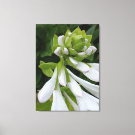 White Hosta Canvas Print Leinwanddruck
