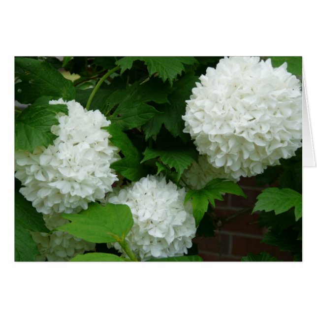 White Hydrangea Annabelle Blumen Pflanze (Vorderseite (Horizontal))