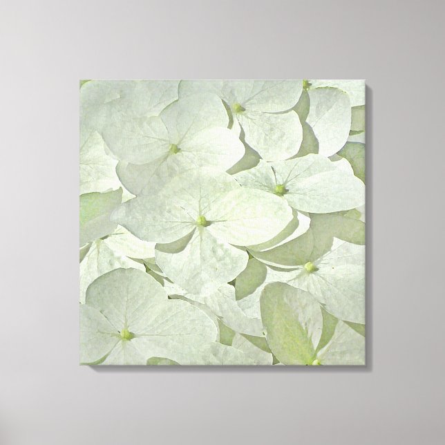 White Hydrangea Canvas Print Leinwanddruck (Vorderseite)
