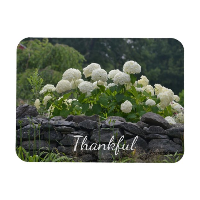 White Hydrangea Dankbarkeit Magnet (Horizontal)