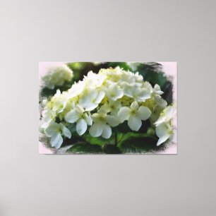 *~* White Hydrangea TV2 Art Stretched Canvas Print Leinwanddruck