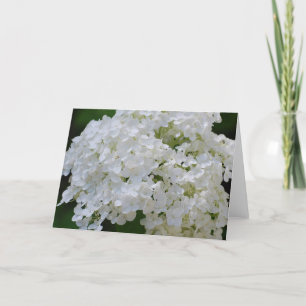 White Hydrangeas Grußkarte Karte