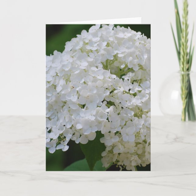 White Hydrangeas Grußkarte Karte (Vorderseite)