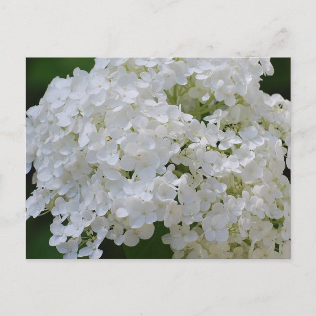 White Hydrangeas Postcard Postkarte (Vorderseite)