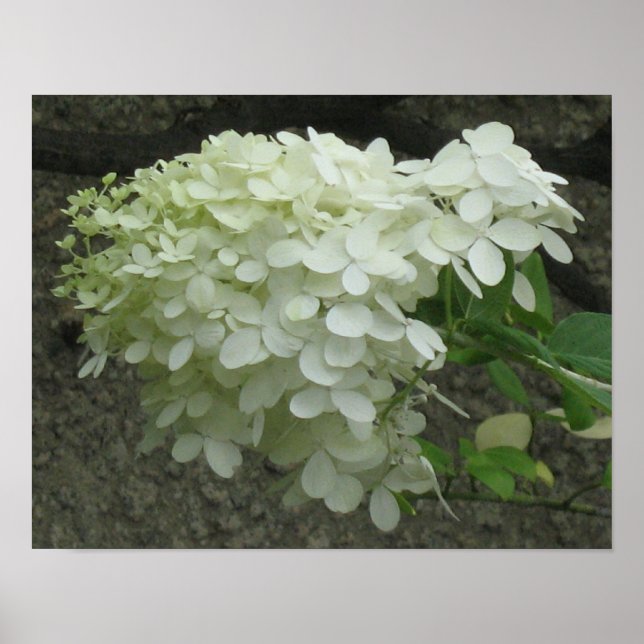 White Hydrangeas Poster Print (Vorne)