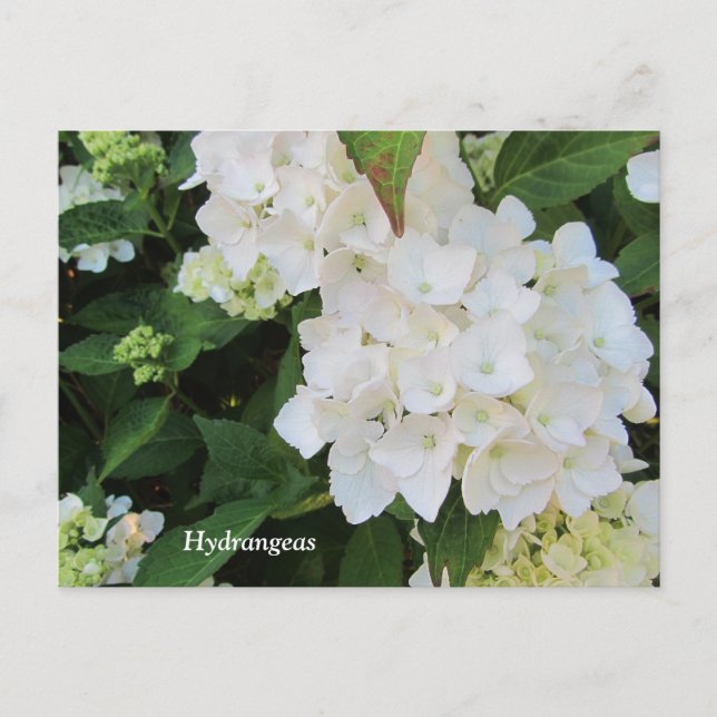 White Hydrangeas Postkarte (Vorderseite)