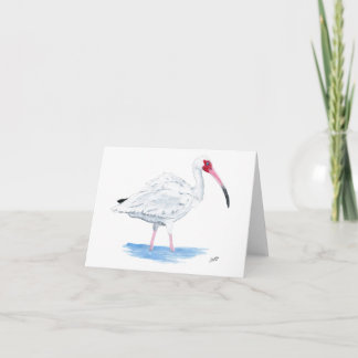 White Ibis