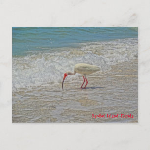 White Ibis Bird am Strand Sanibel Island Florida Postkarte