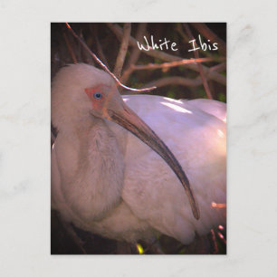 White Ibis Bird Foto Postcard Postkarte