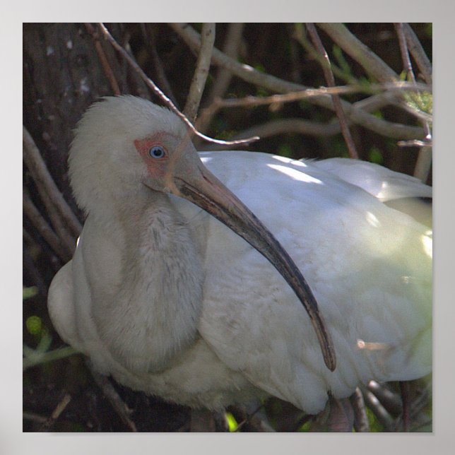 White Ibis Bird Foto Poster (Vorne)
