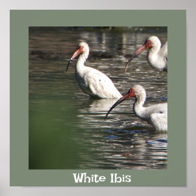 White Ibis Bird Foto Poster (Vorne)