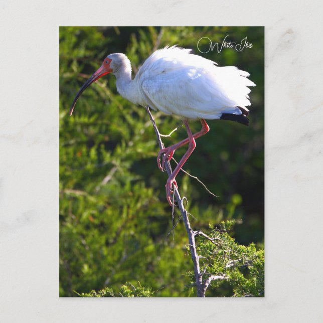 White Ibis Foto Postcard Postkarte (Vorderseite)