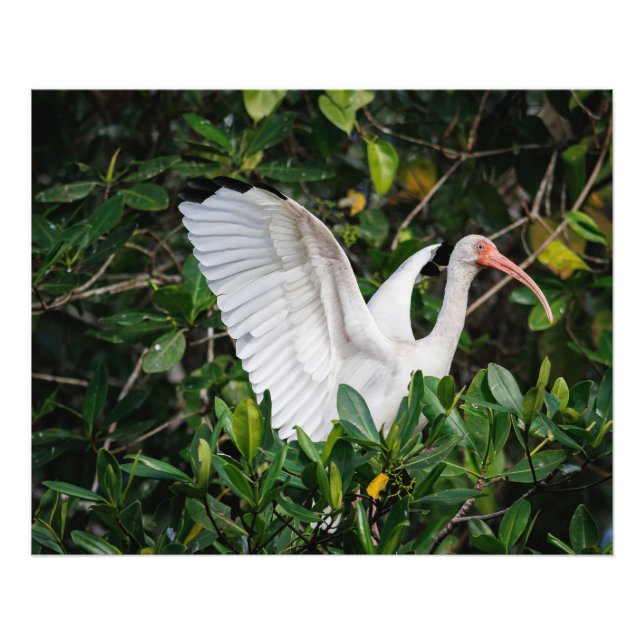 White Ibis Fotodruck (Vorne)