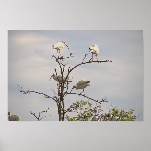 White Ibis in Tree Poster (Vorne)