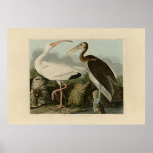 White Ibis - John James Audubons Vögel in Amerika Poster