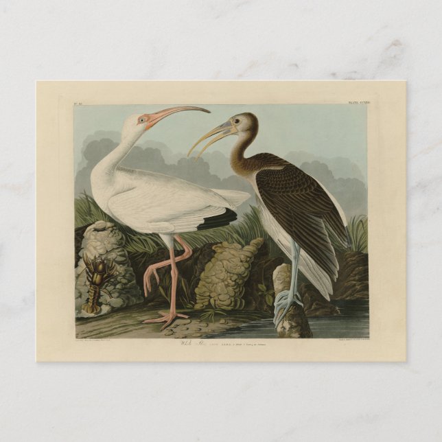 White Ibis - John James Audubons Vögel in Amerika Postkarte (Vorderseite)