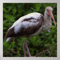 White Ibis Juvenile Poster