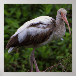 White Ibis Juvenile Poster