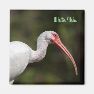 White Ibis Magnet