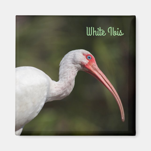 White Ibis Magnet (Vorne)