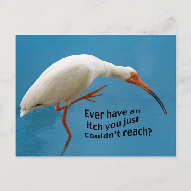 White Ibis mit einer Itch Postkarte (Vorderseite)