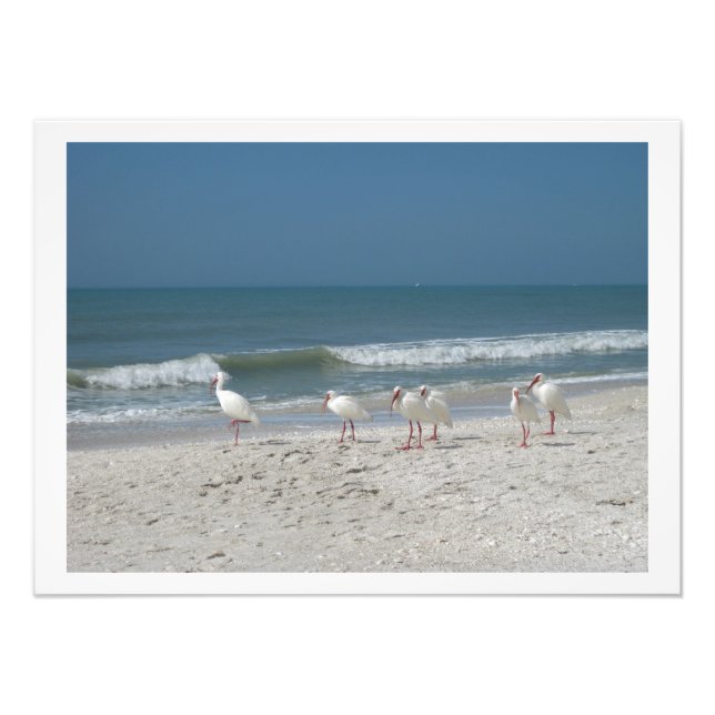 White Ibis on Pink Sandy Beach Fotodruck (Vorne)