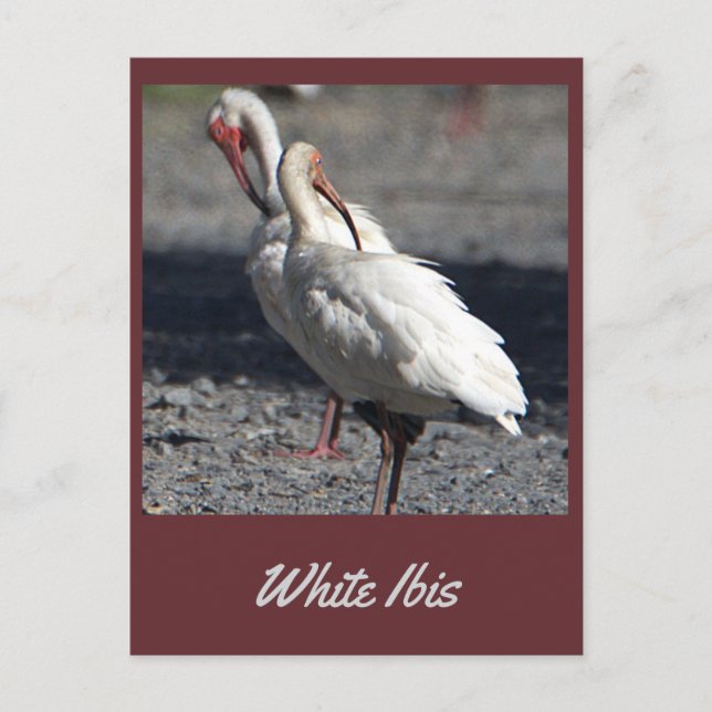 White Ibis Postcard Postkarte (Vorderseite)