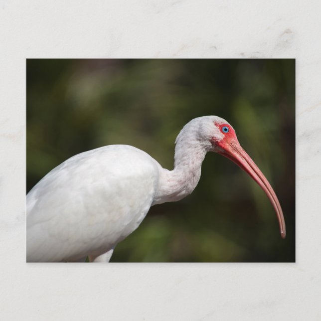 White Ibis Postkarte (Vorderseite)