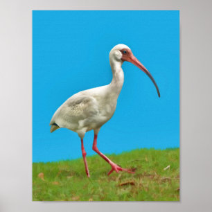 White Ibis Print Poster