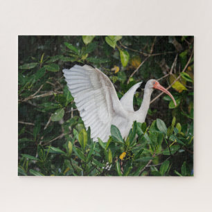 White Ibis Puzzle