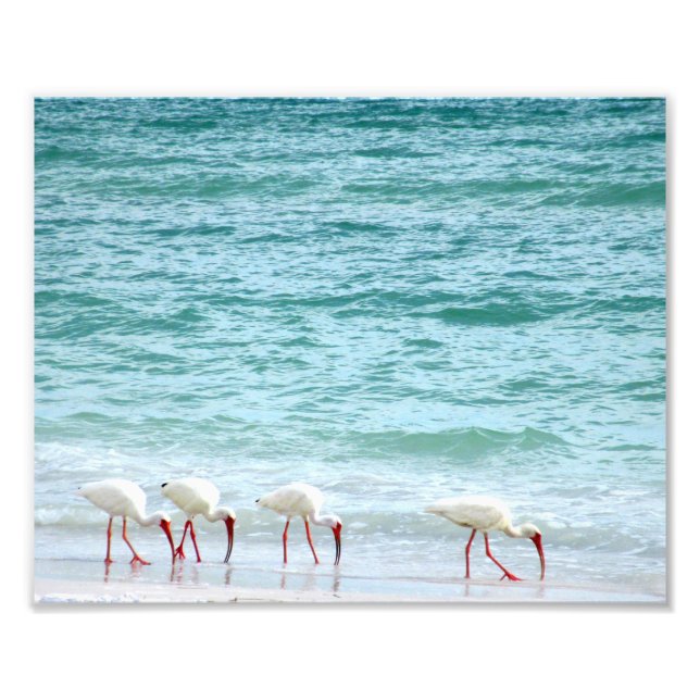 White Ibis Shorebirds Walking am Strand Fotodruck (Vorne)
